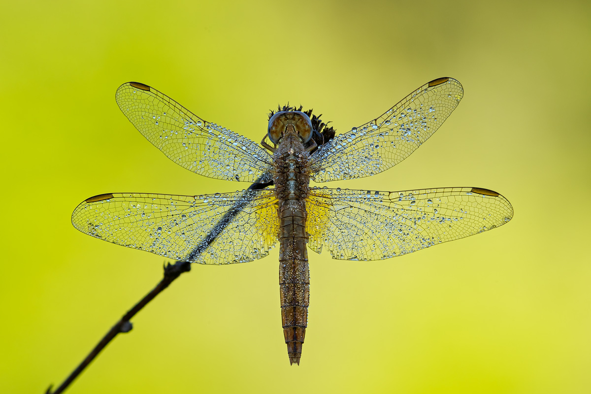 Libellula senza nome: Crocothemis erythraea